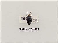 藏品(大琉璃擬守瓜)的圖片